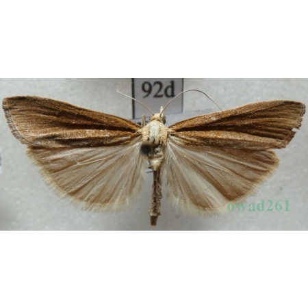 Agriphila tristella (Denis & Schiffermüller, 1775) Wachlarzyk zmienny Czech92d